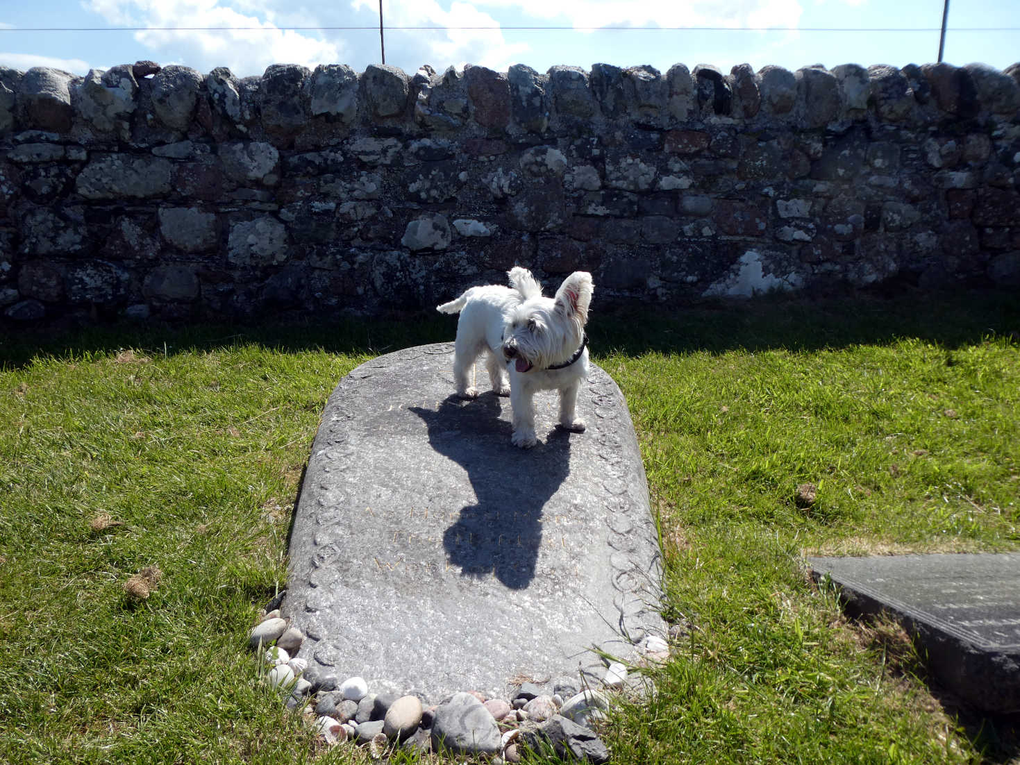 Poppy the Westie on John Smiths grave