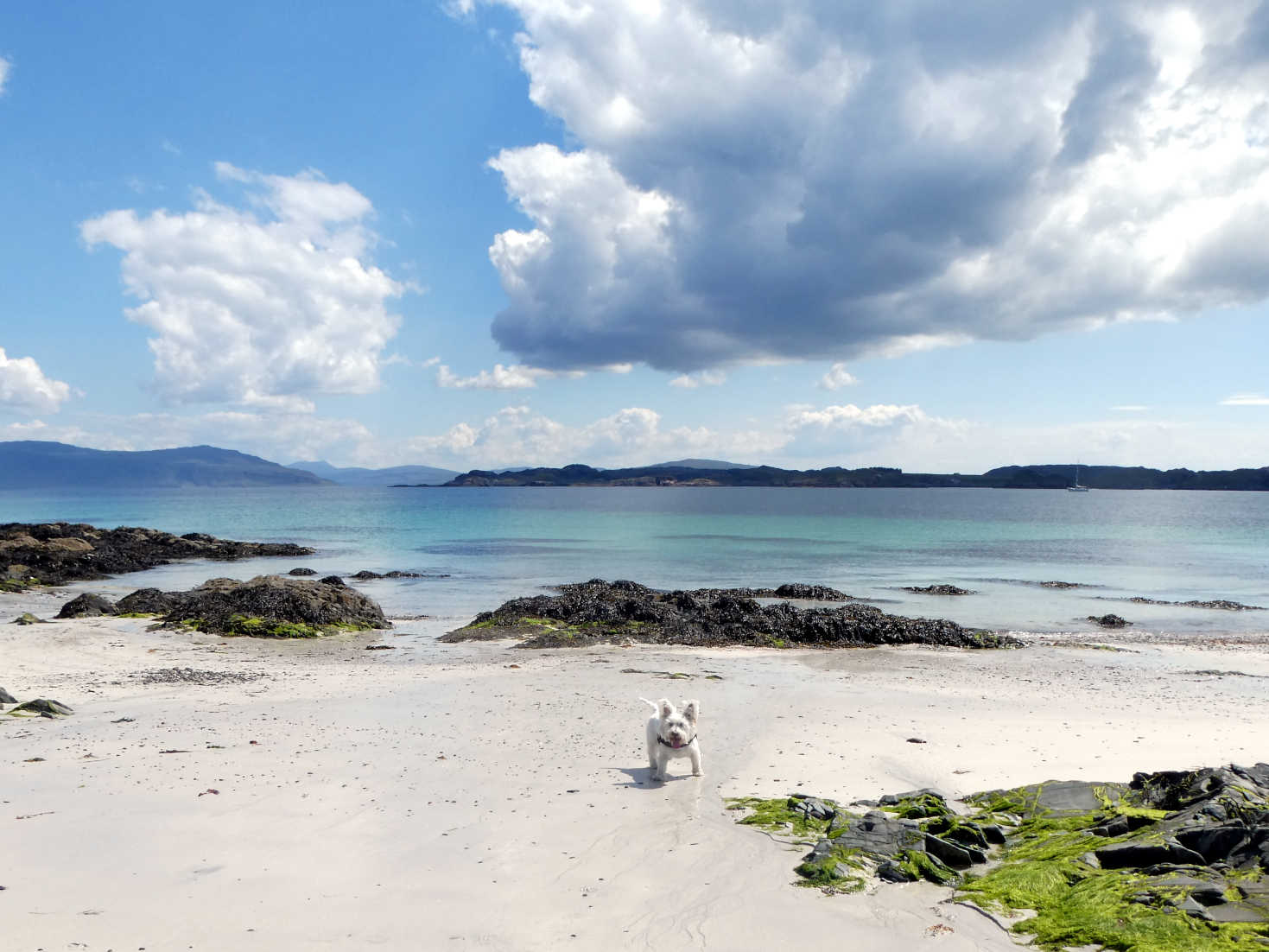 Poppy the Westie on beach at Iona