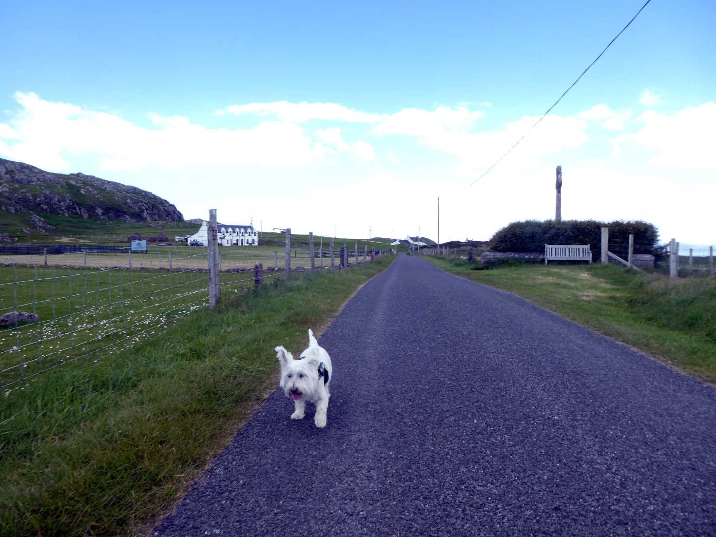 Poppy the Westie on long road back from the beach