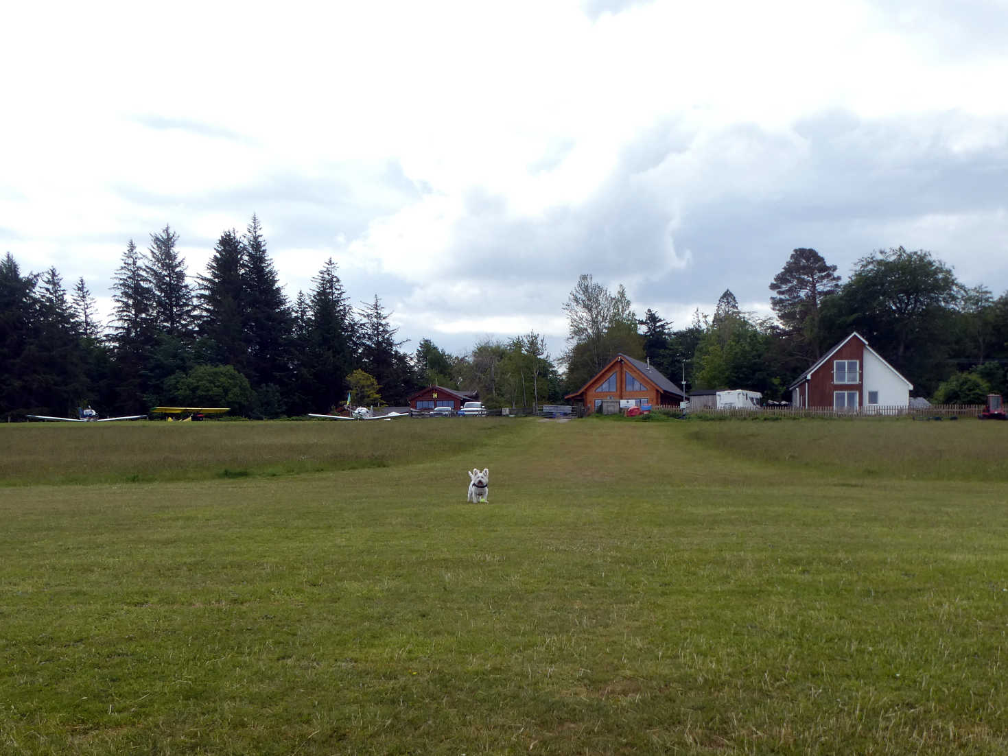 Poppy the Westie on runway at Glenforsa Airfield