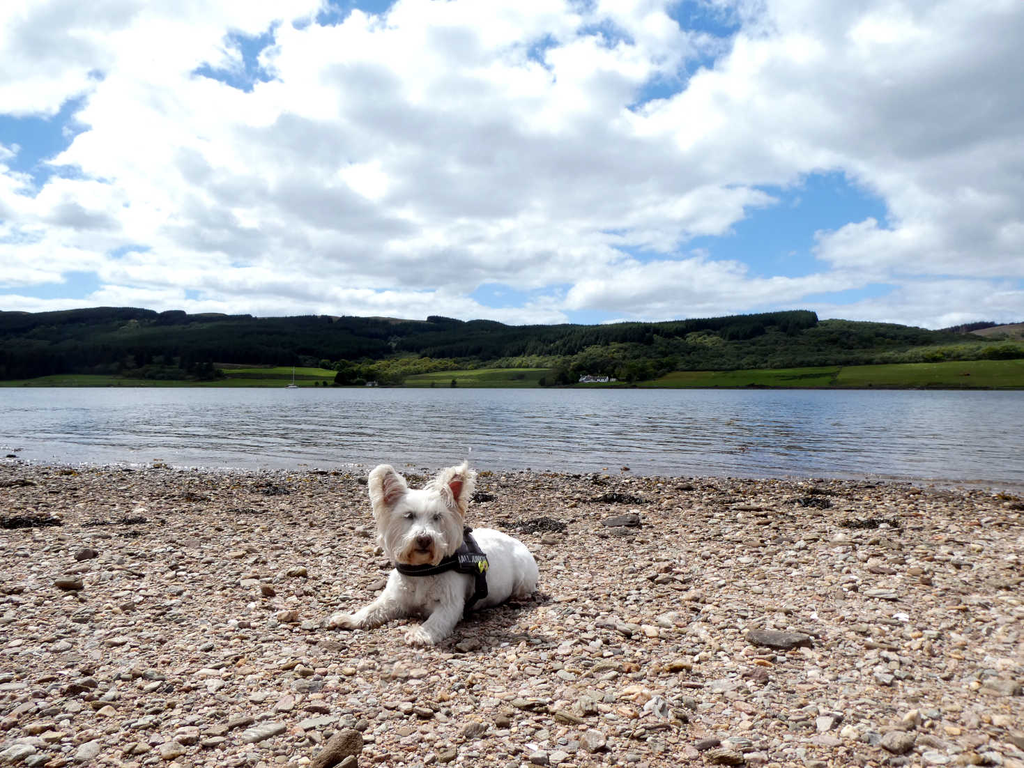 Poppy the Westie on shore at Colintraive