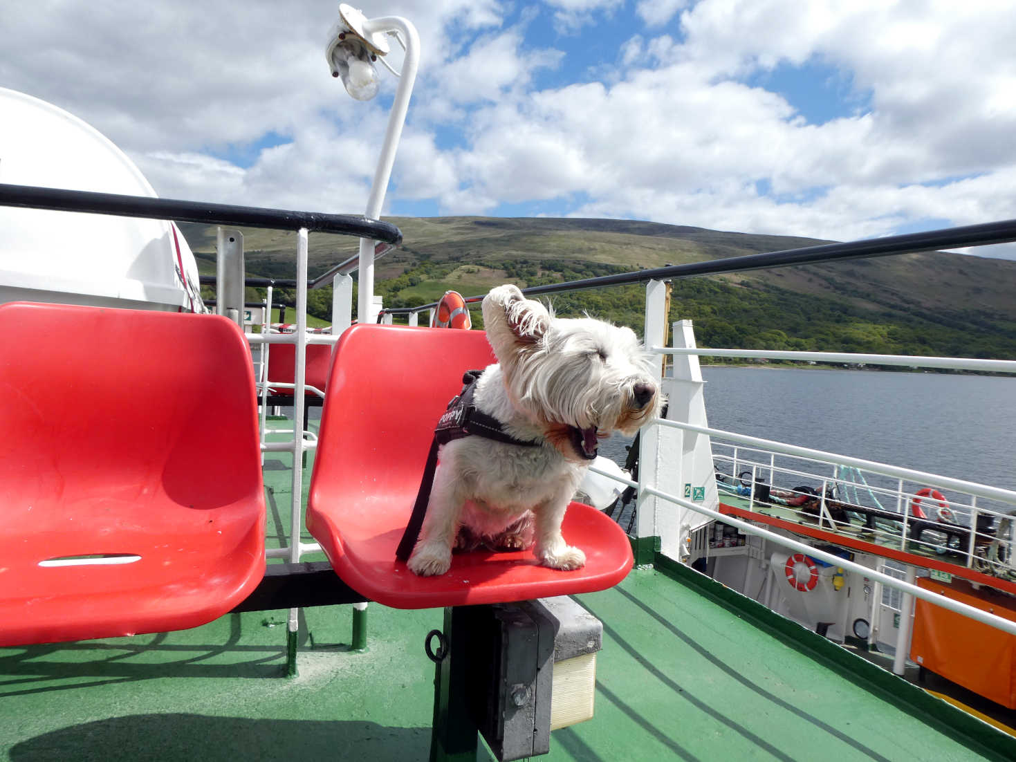 Poppy the Westie on the MV Loch Dunvegan