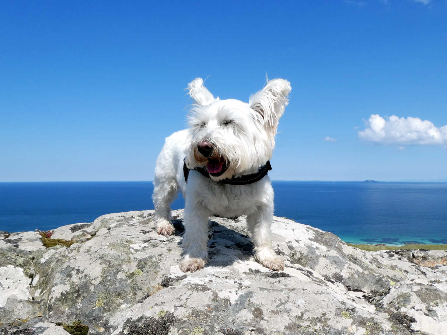 Poppy the Westie on top of Dun I