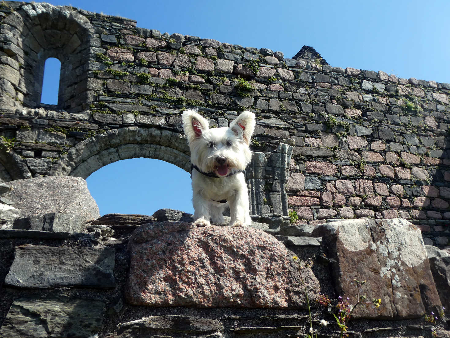 Poppy the Westie on wall at Iona nunnery