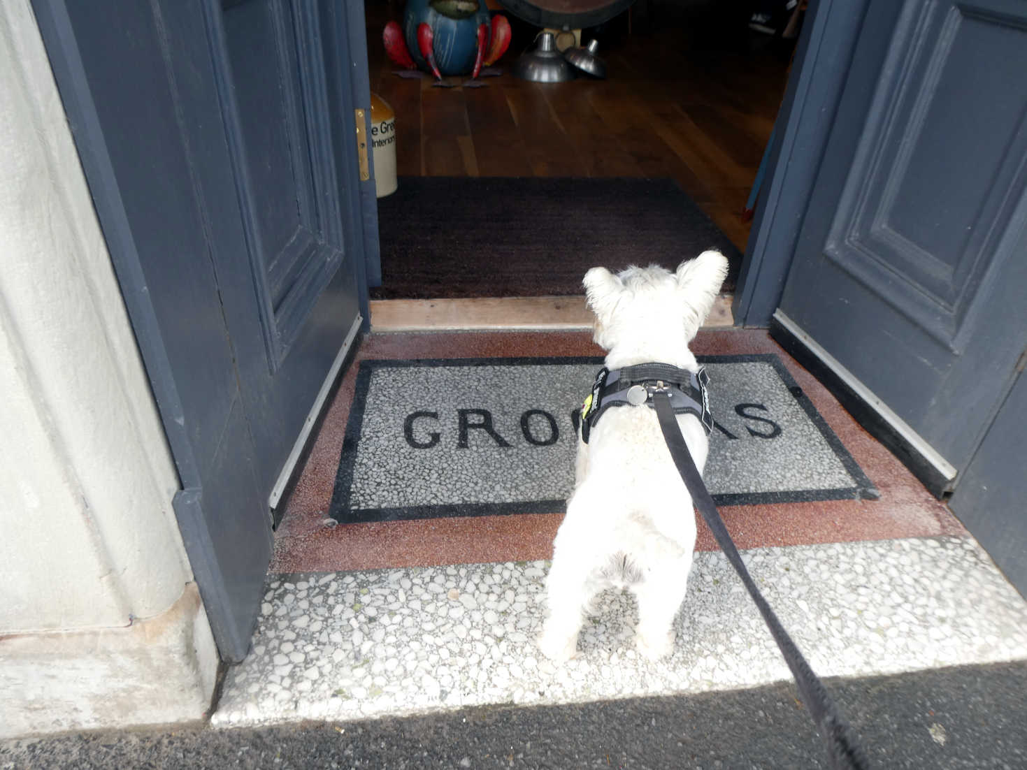 Poppy the Westie outside Green