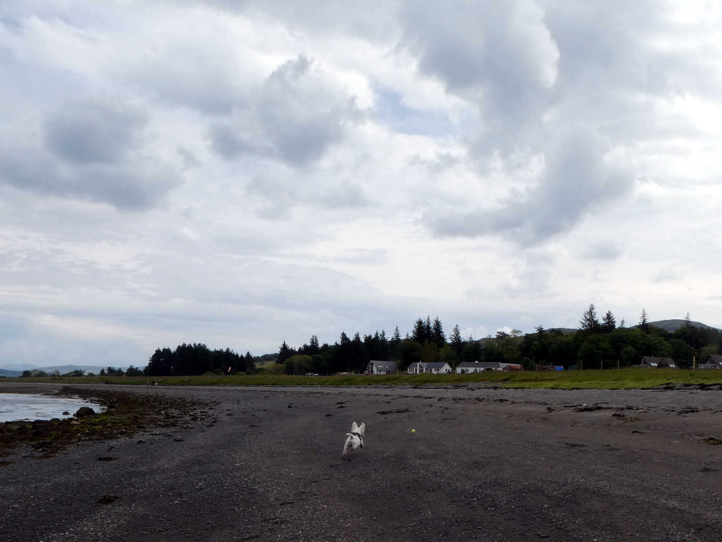 Poppy the Westie playing ball on Glenforsa beach