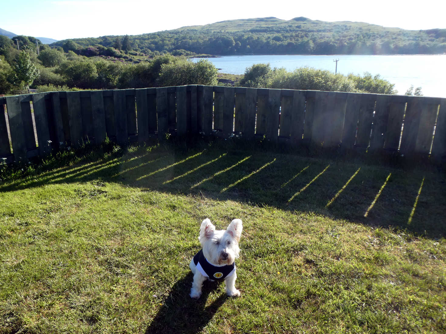 Poppy the Westie ready for Scotland Game Mull