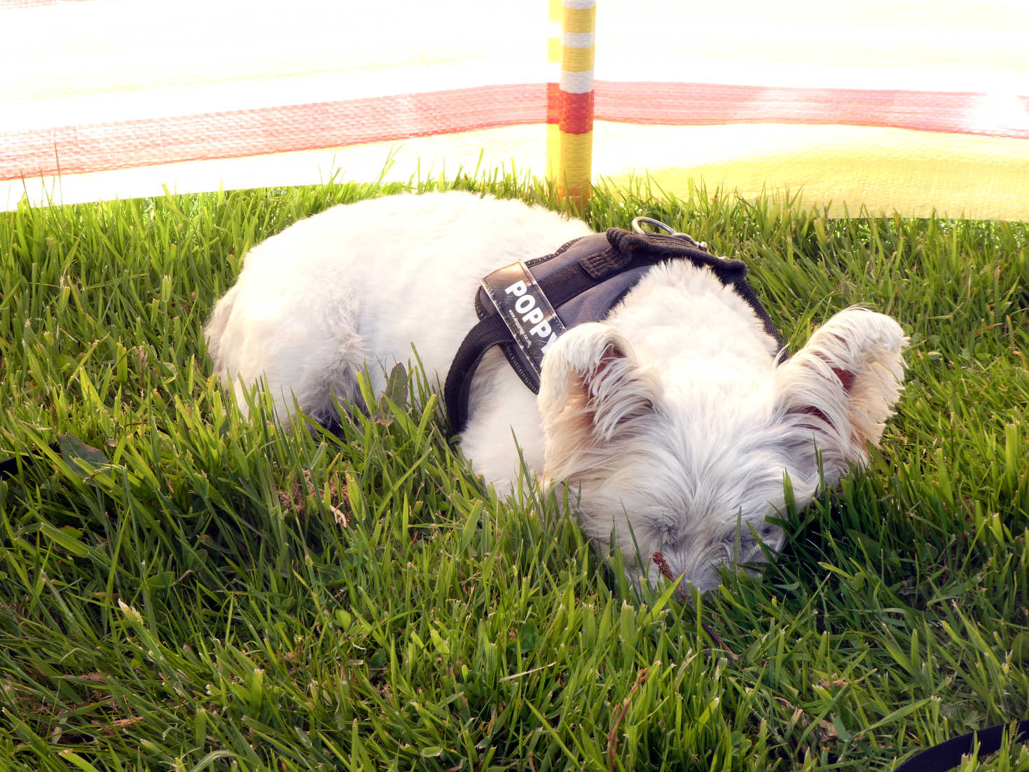 Poppy the Westie snoozing in the spongy grass