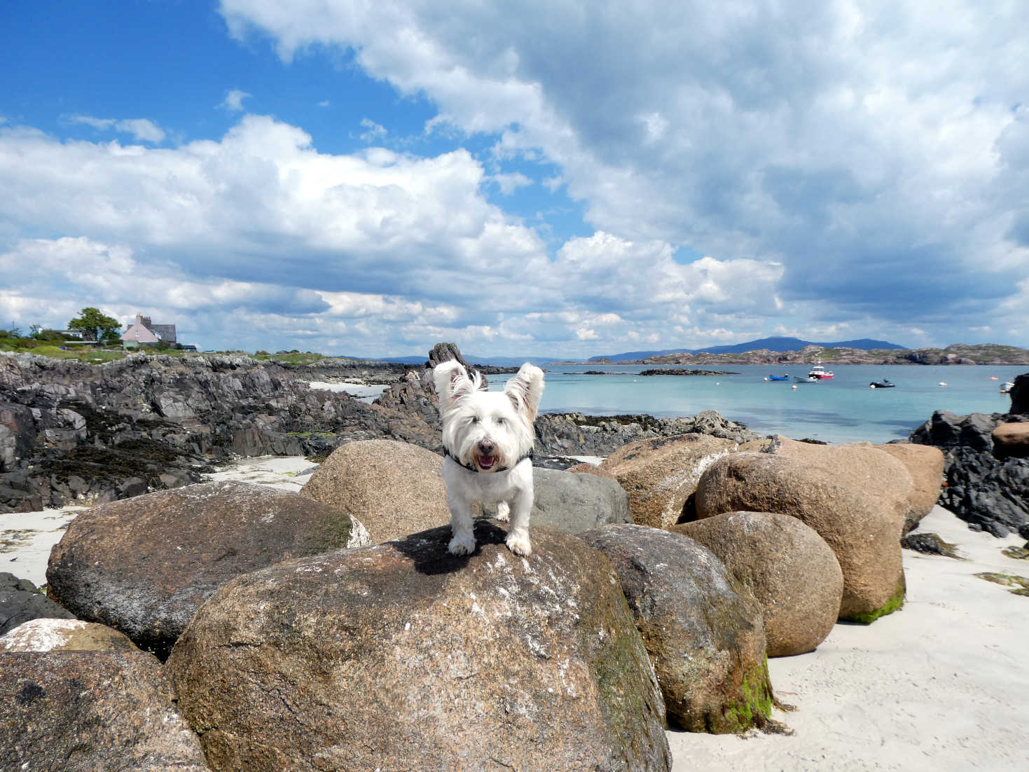 Poppy the Westie waiting for picnic Iona