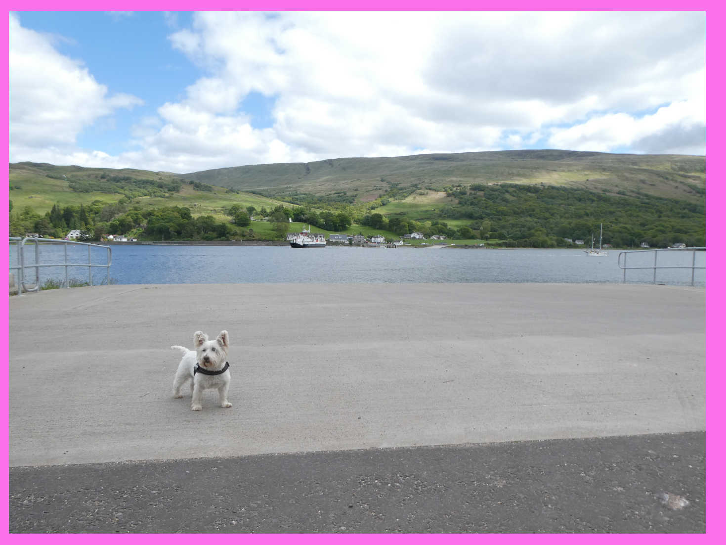Poppy the Westie waits for the ferry to the mainland