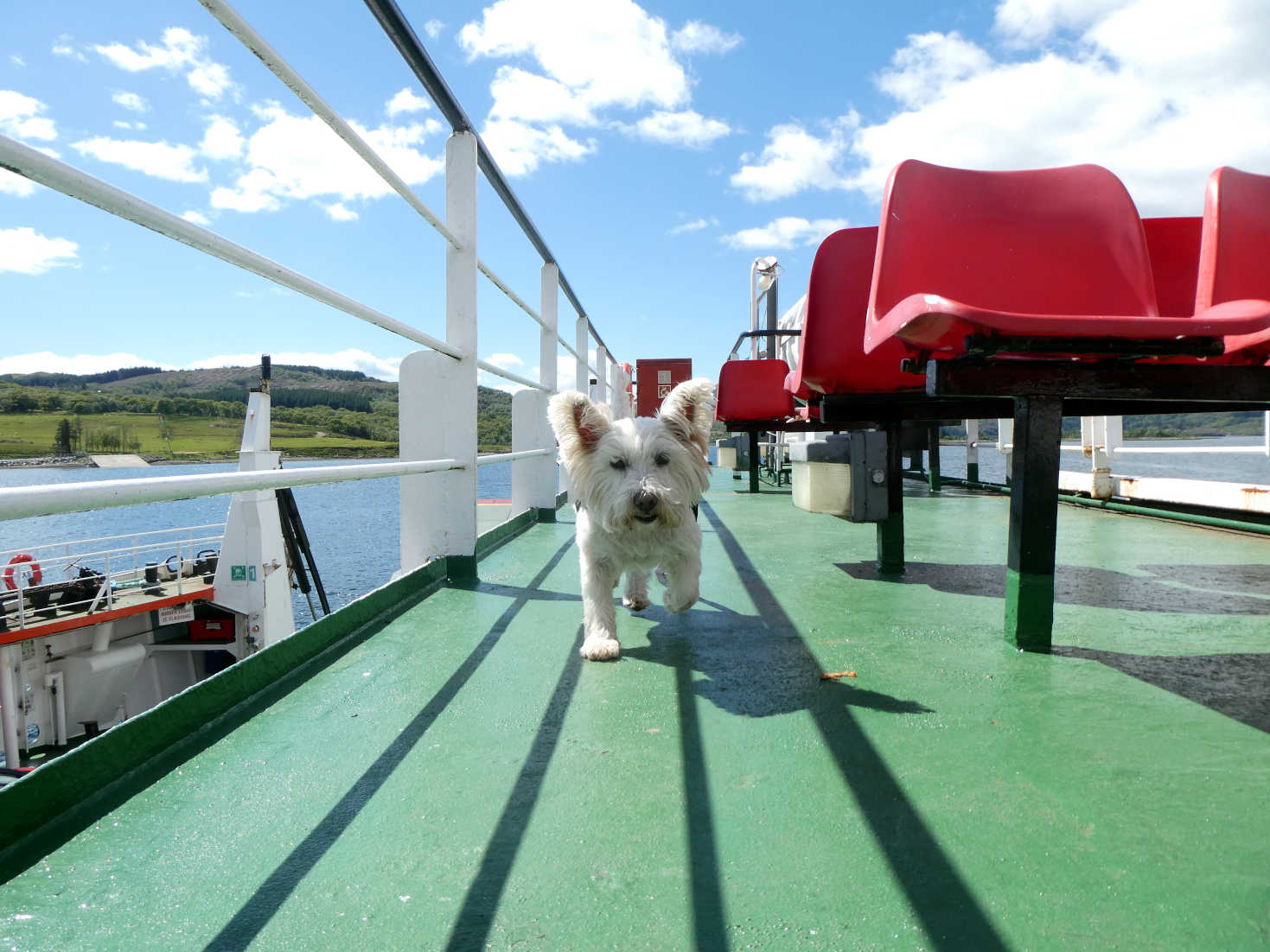Poppy the Westie wandering about on the MV Loch Dunvegan
