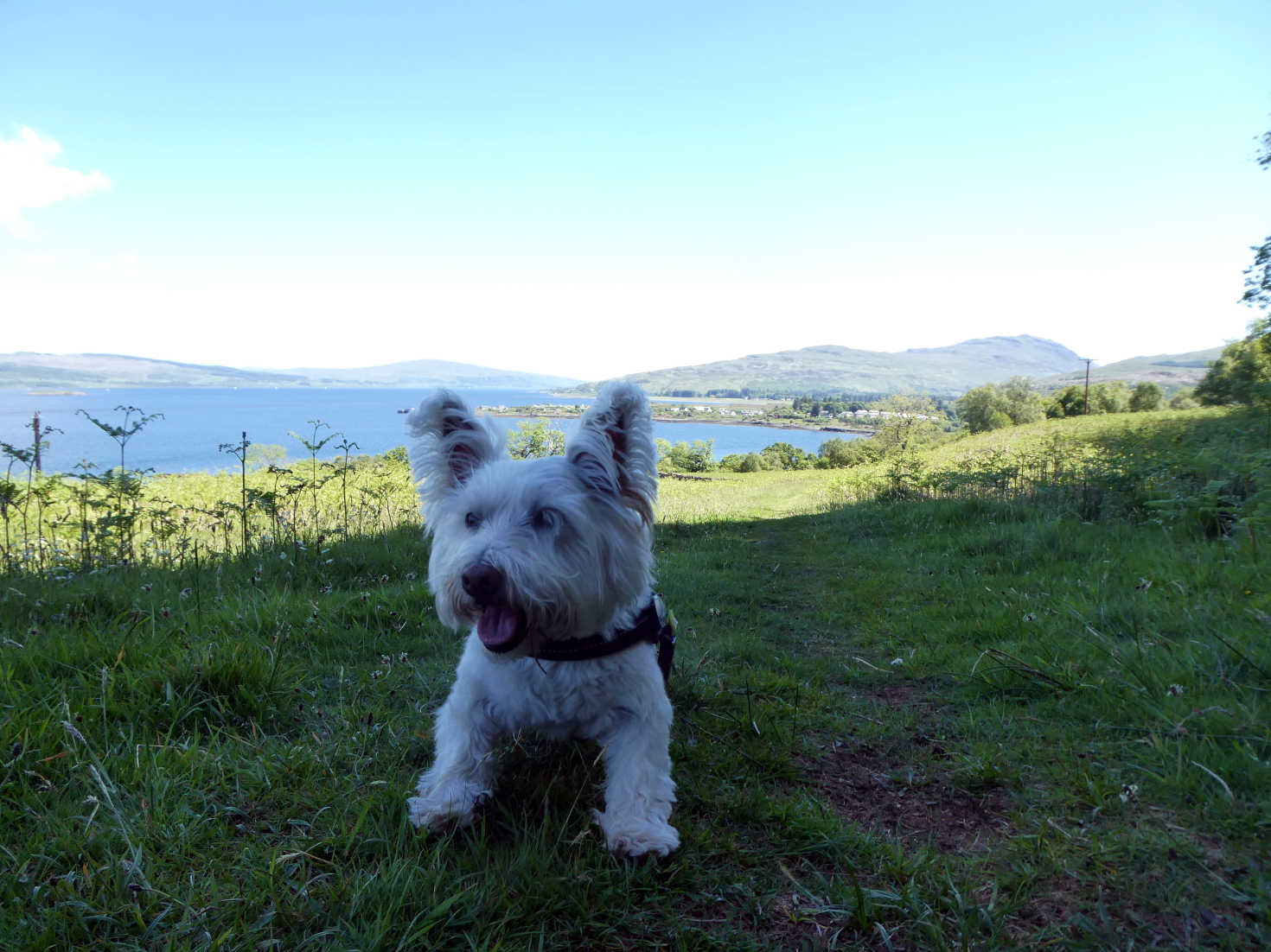 Poppy the westie above Salen Bay 2022