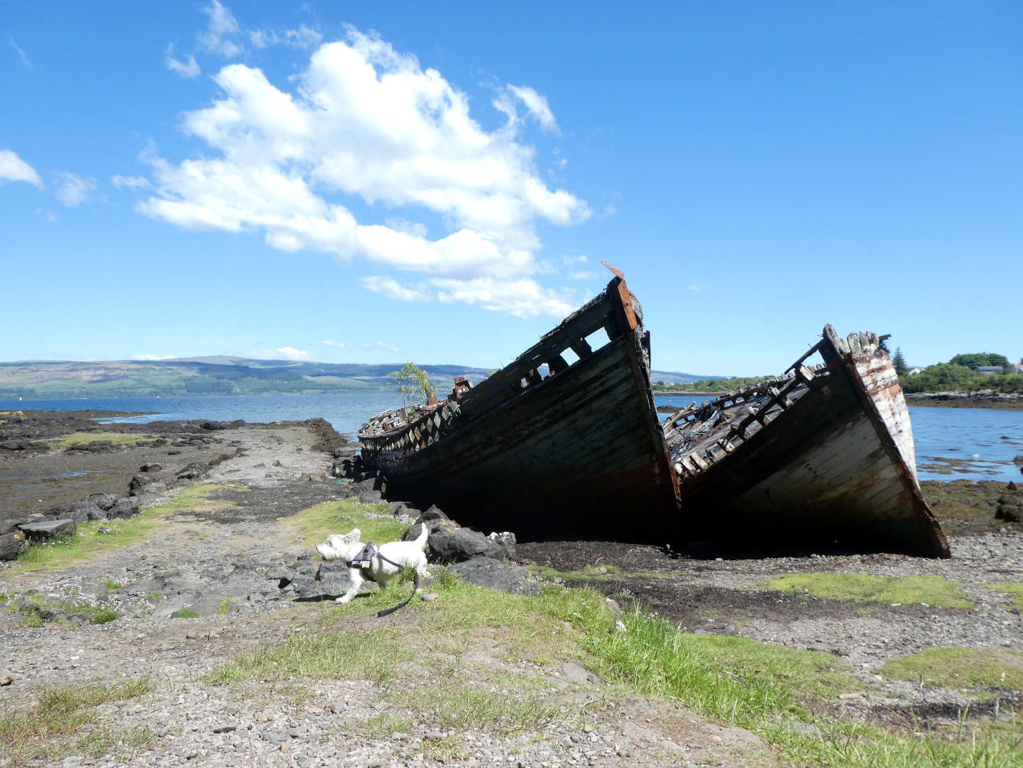 Poppy the westie investigates trawlers at Salen 2022