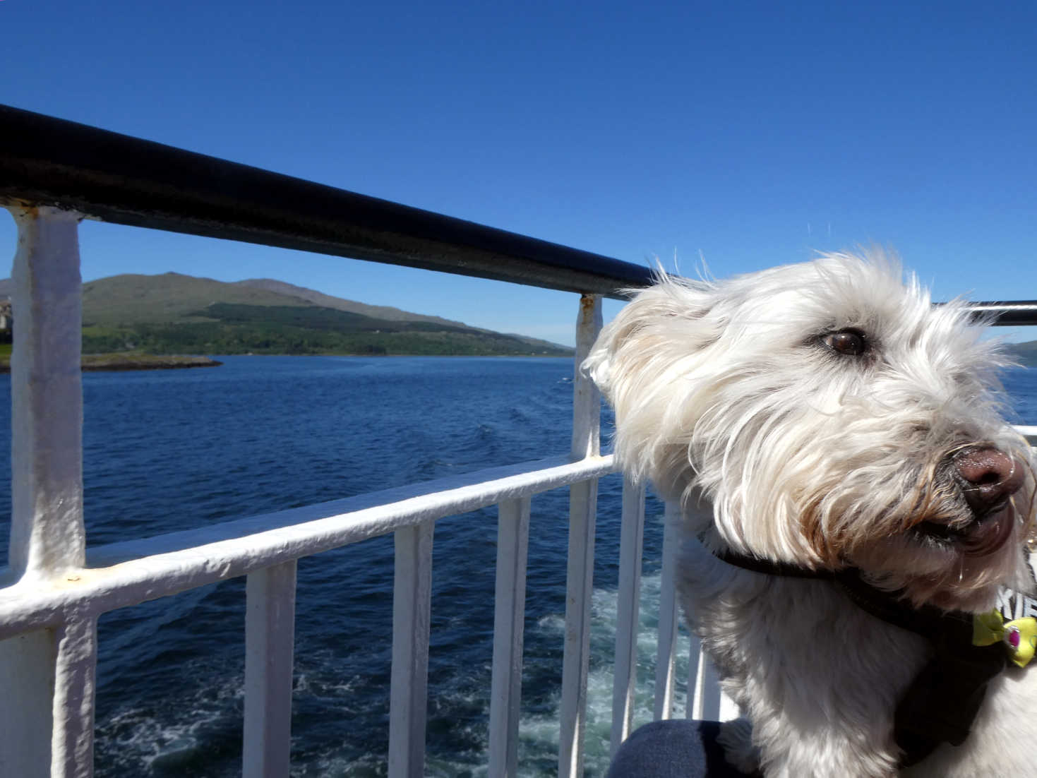 Poppy the westie looking back to Mull