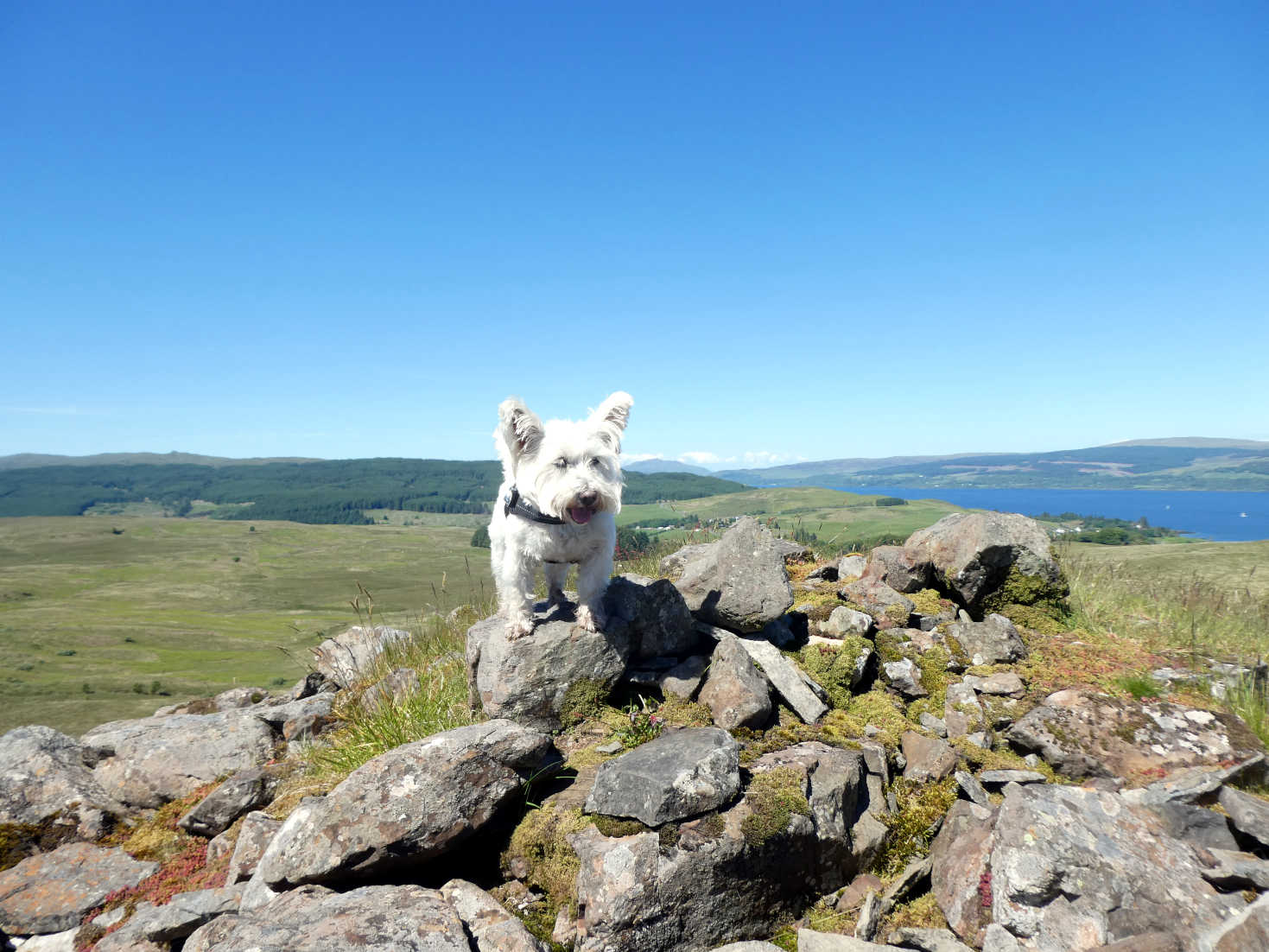 Poppy the westie on cairn above Salen