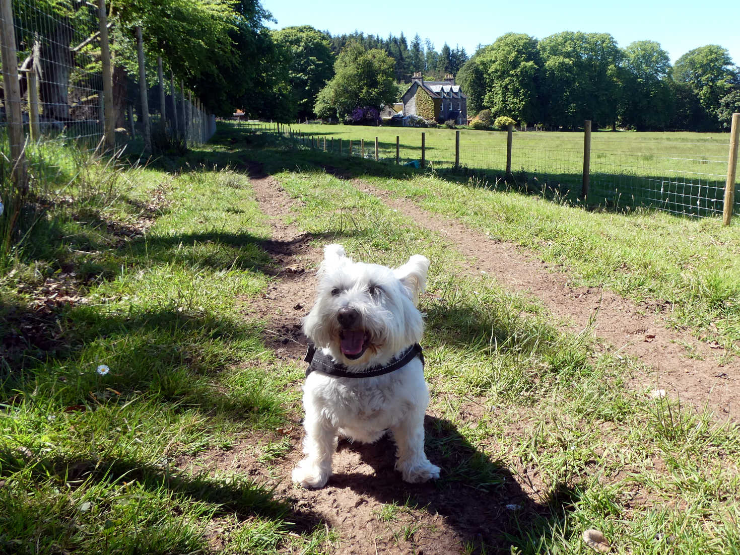 Poppy the westie on farm track above salen