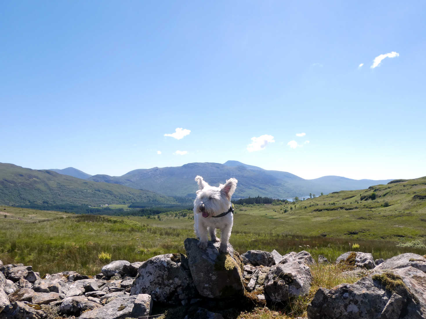 Poppy the westie on old iron age fort above salen