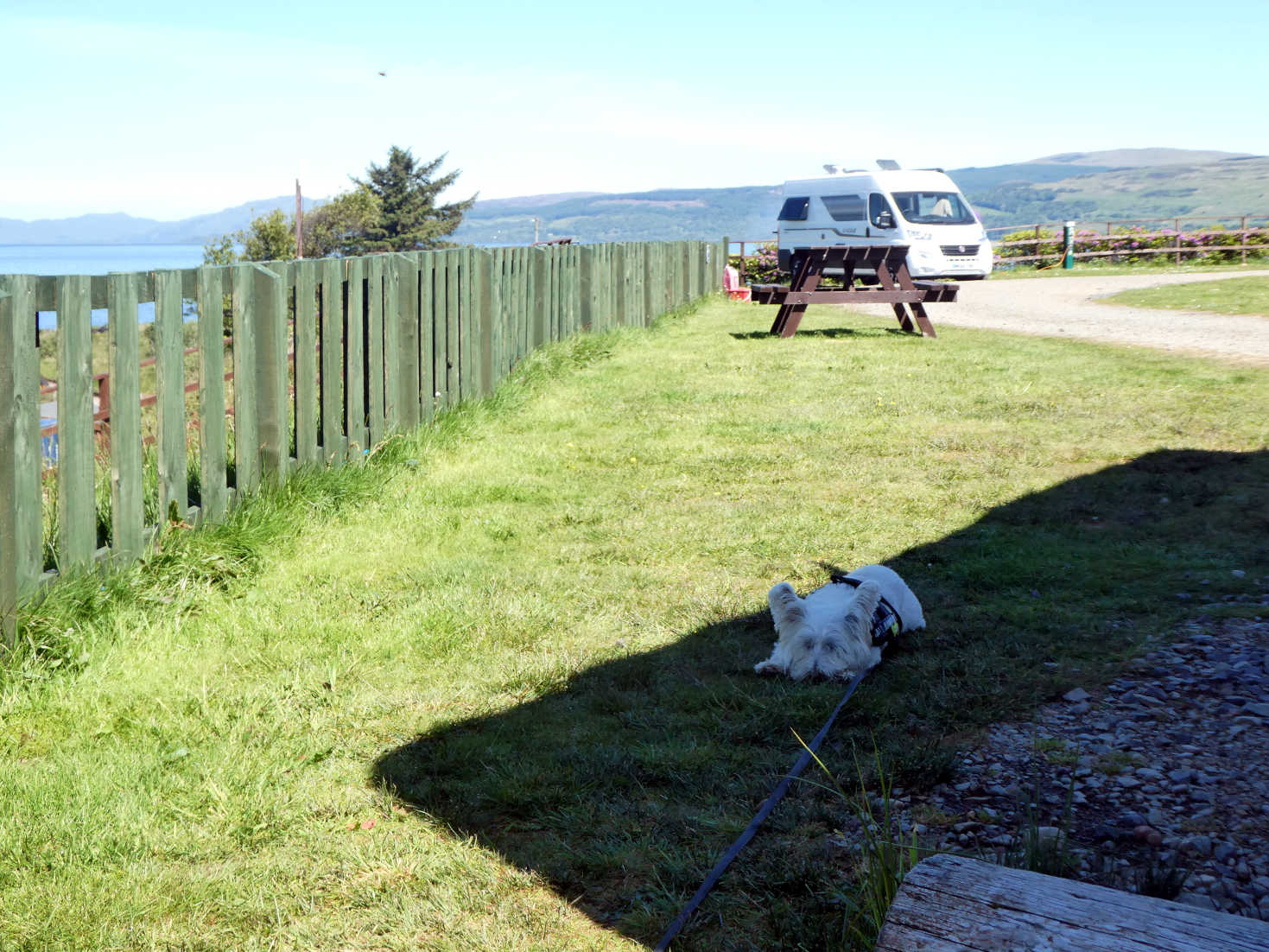Poppy the westie resting on a sunny morning at Salen