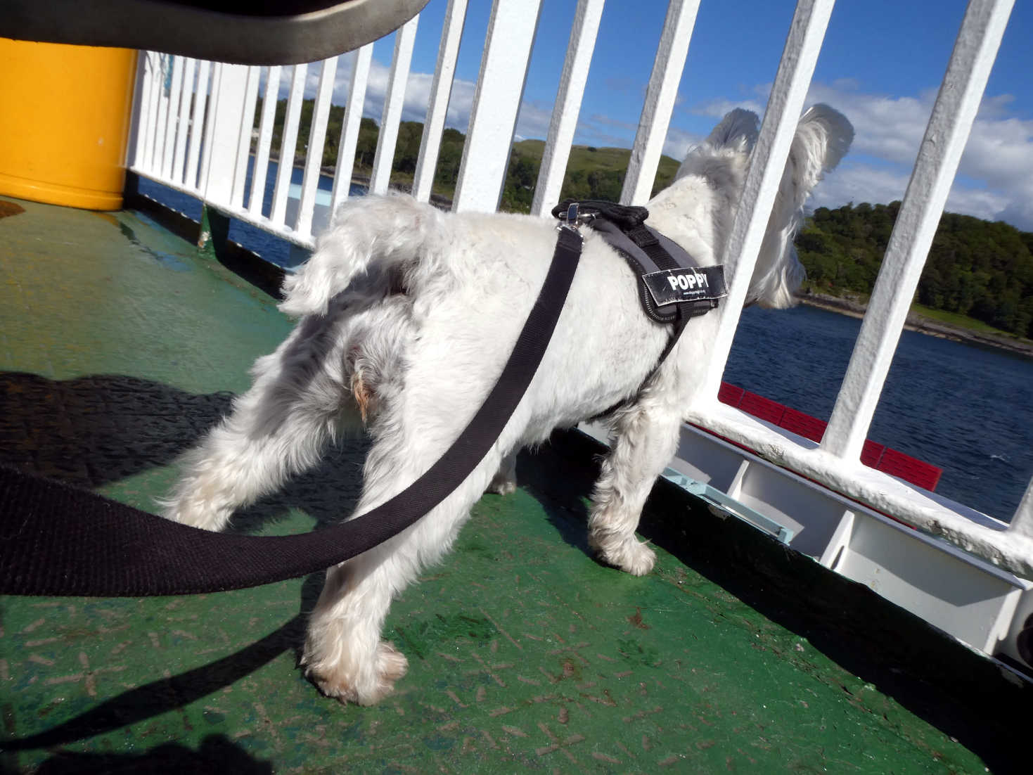 Poppy the westie spots a jet ski on MV Mull