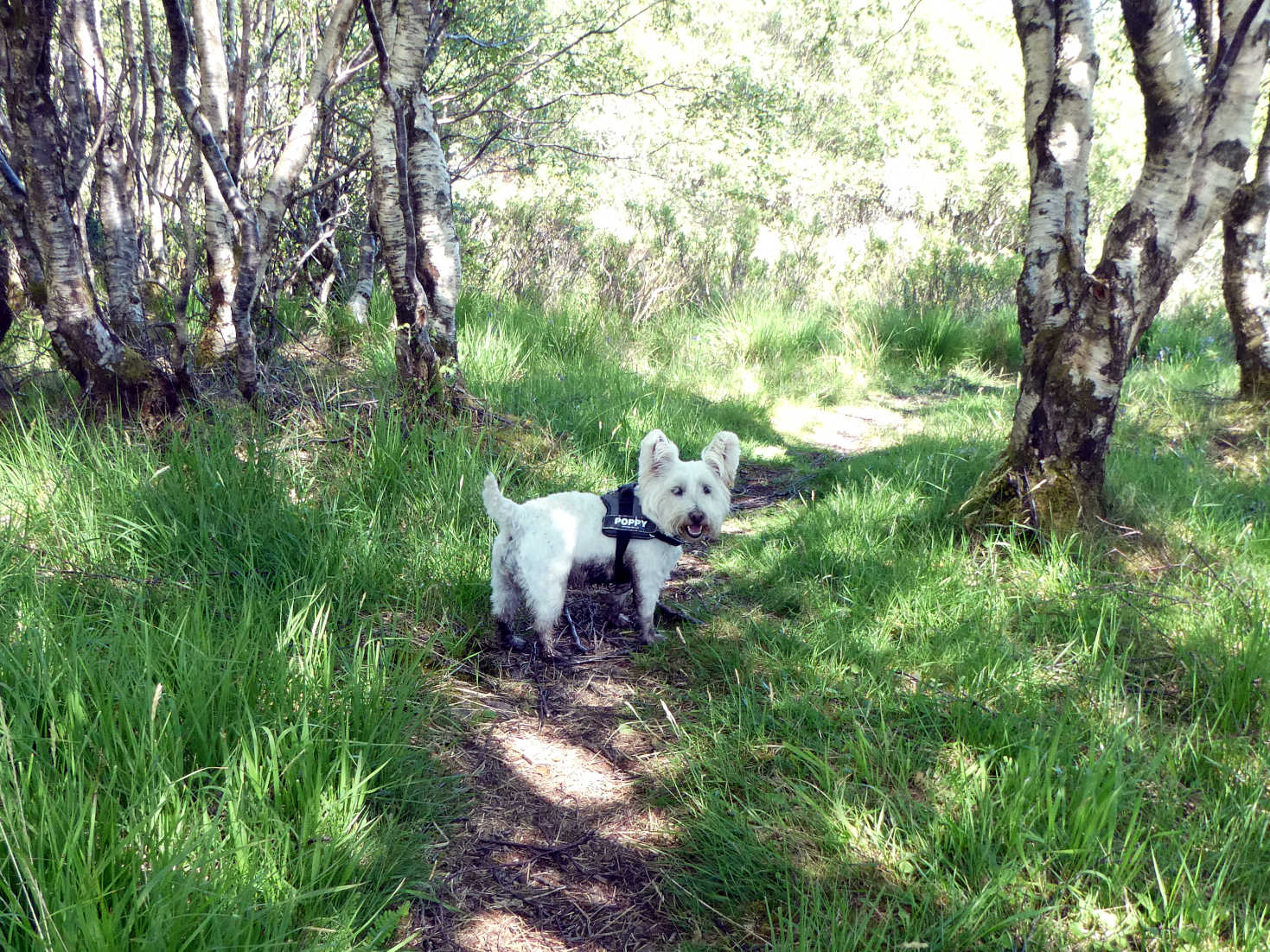 Poppy the westie two tone in salen woods Mull 2022