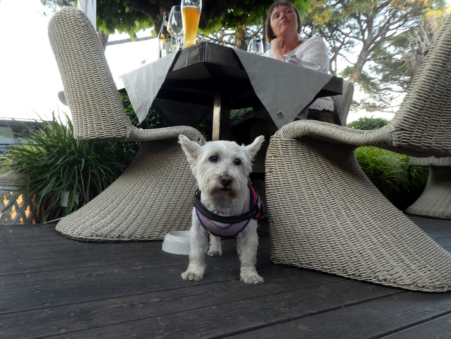 Poppy the Westie and Mum at Bella Vista Pecheria