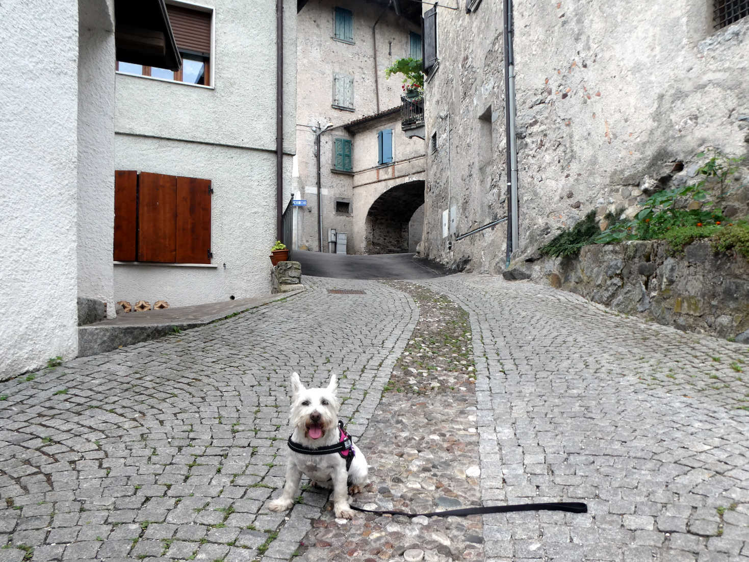 Poppy the Westie at Lemprato Lake Idro