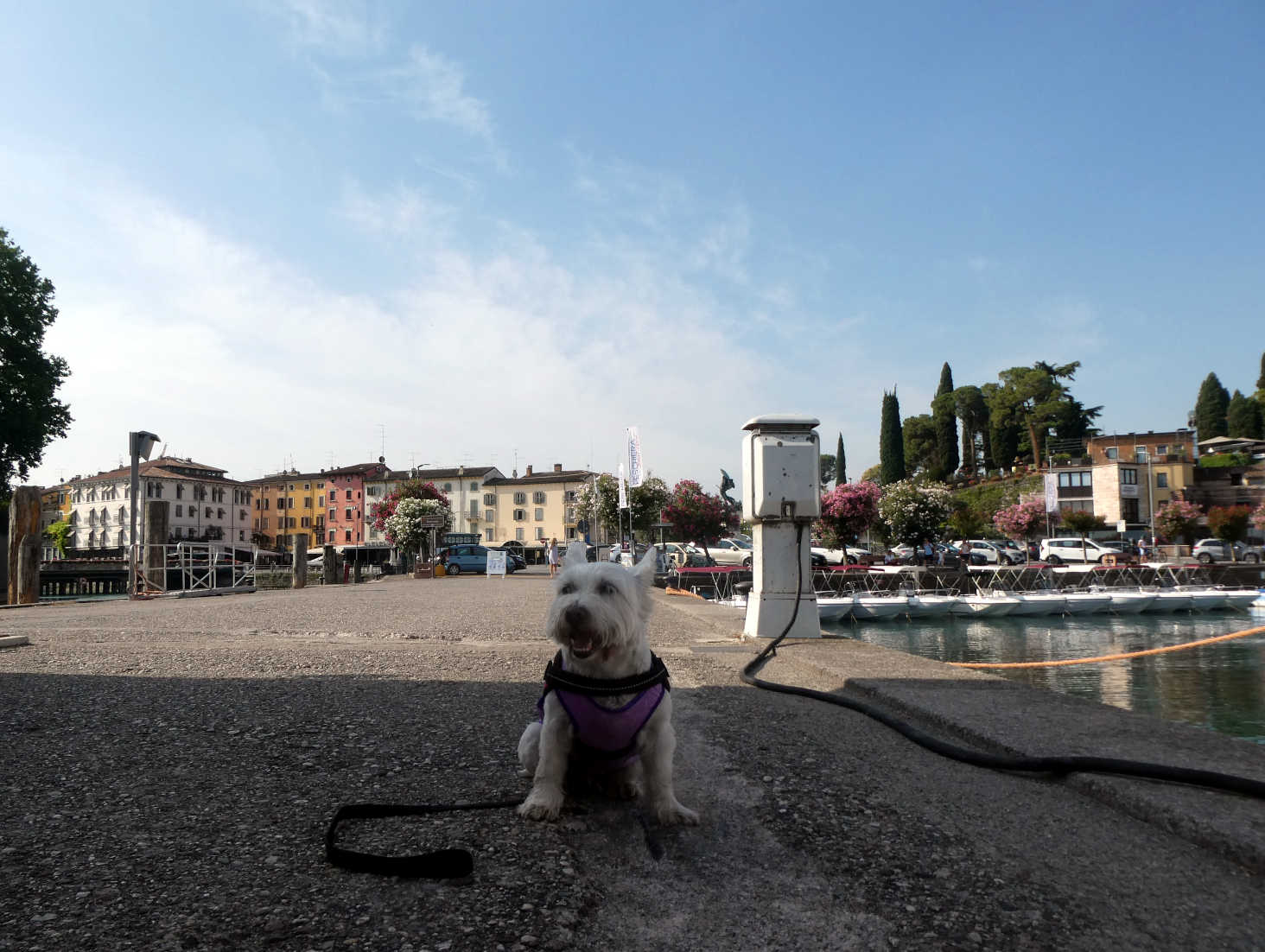 Poppy the Westie at Peschiera pier