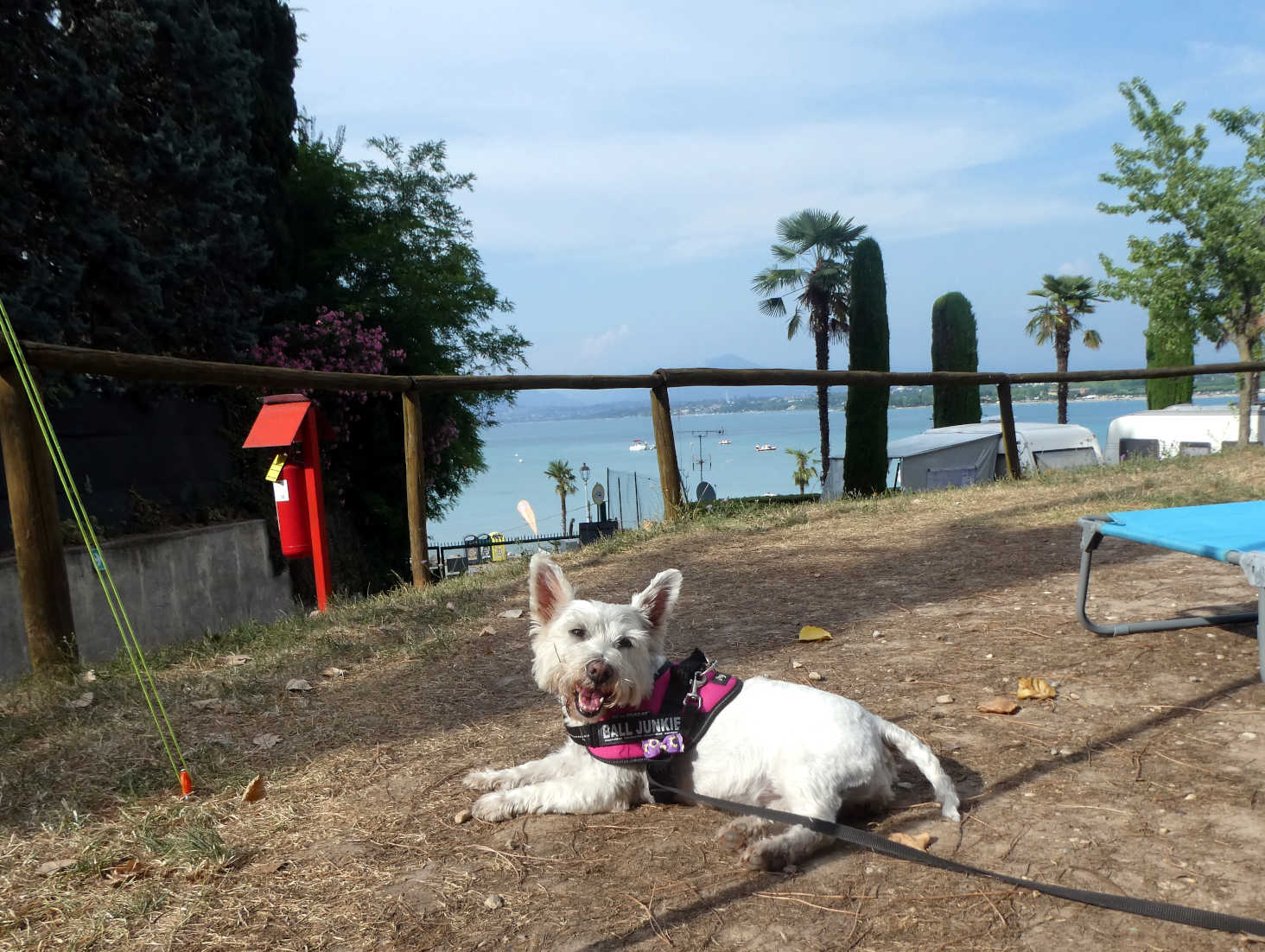 Poppy the Westie at camp in Peschiera