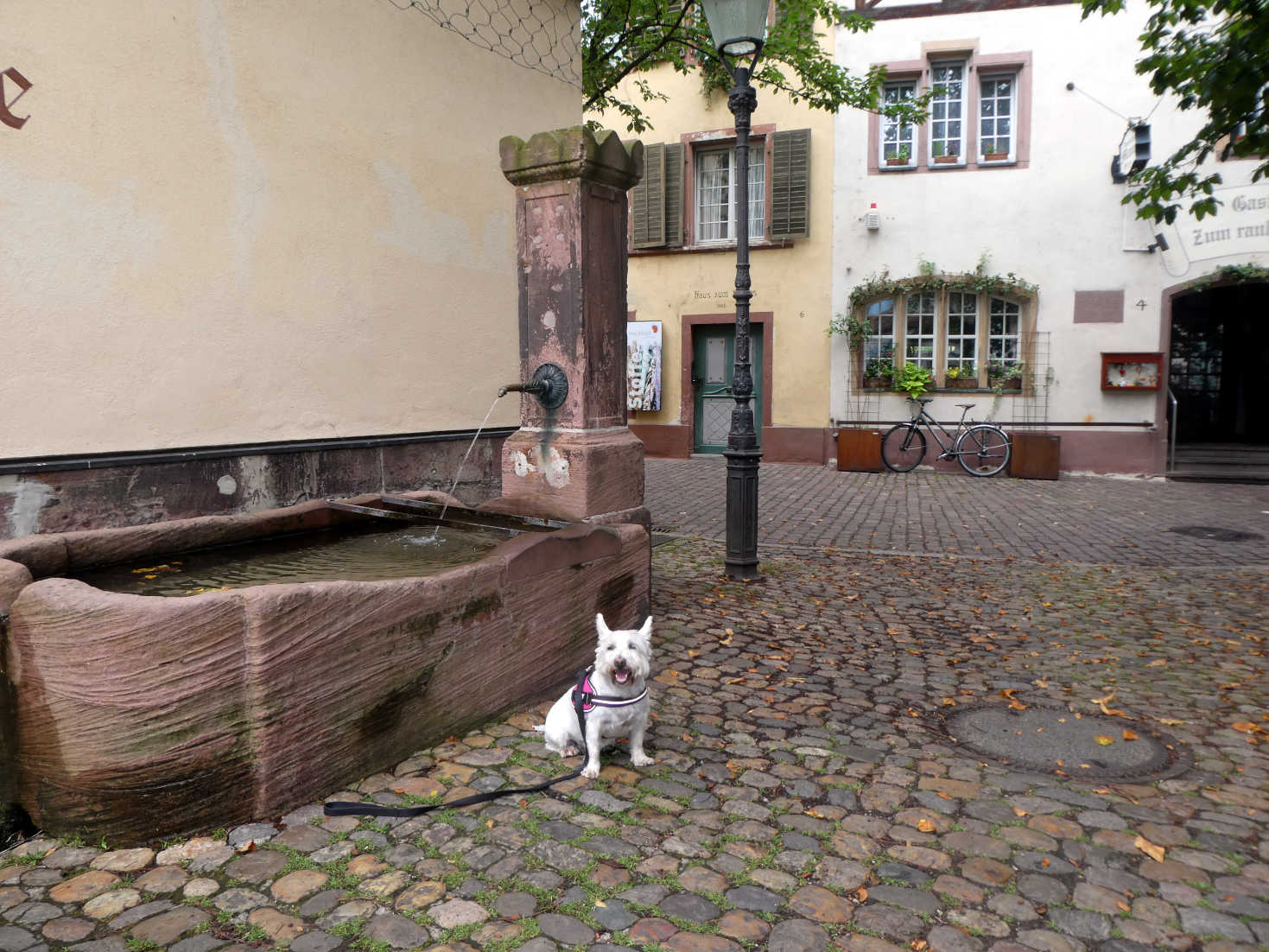 Poppy the Westie chills out in Freiburg