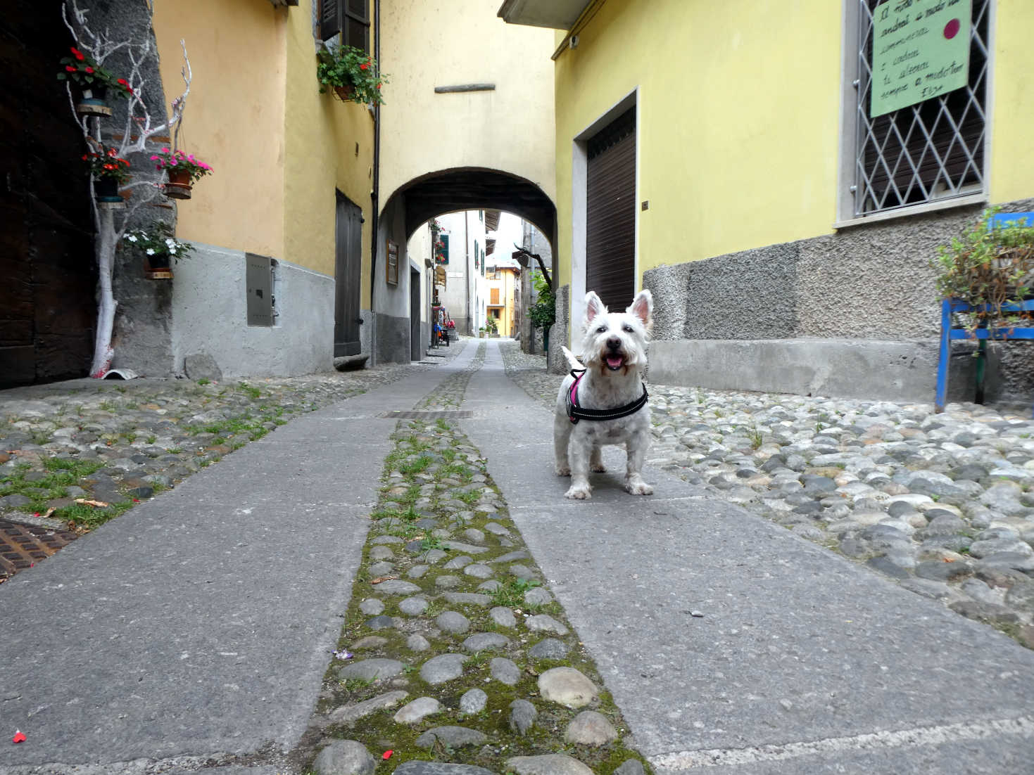 Poppy the Westie explores Crone