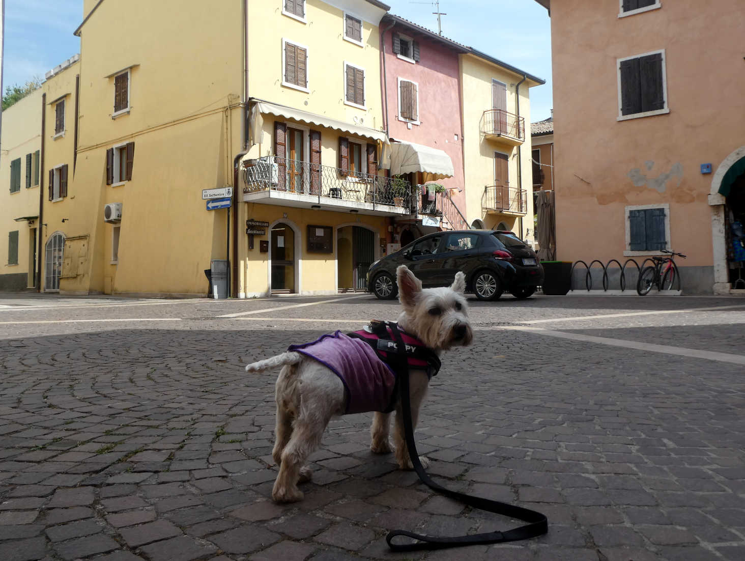 Poppy the Westie exploring Bardolino