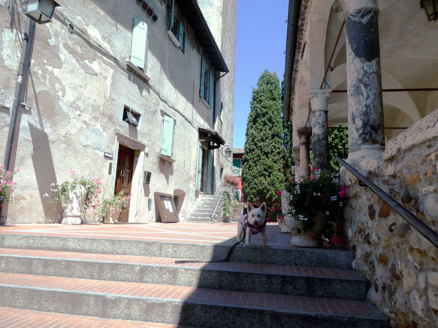 Poppy the Westie finds shade in Sirmione