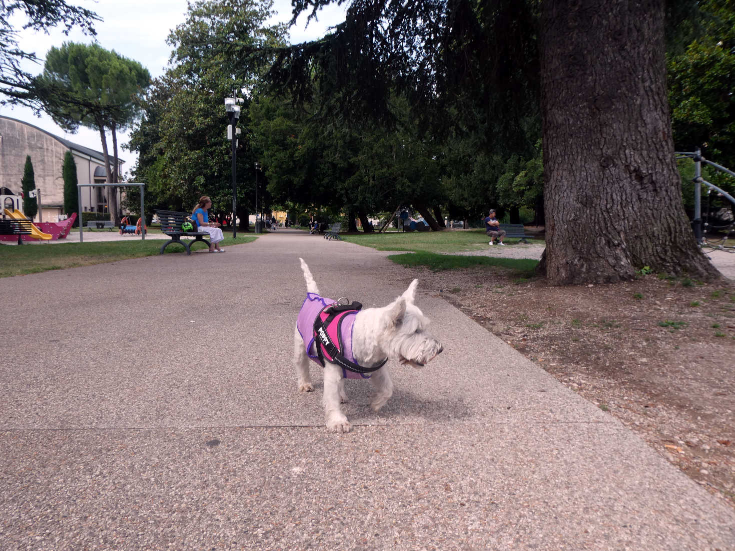 Poppy the Westie in the park at Bardolino