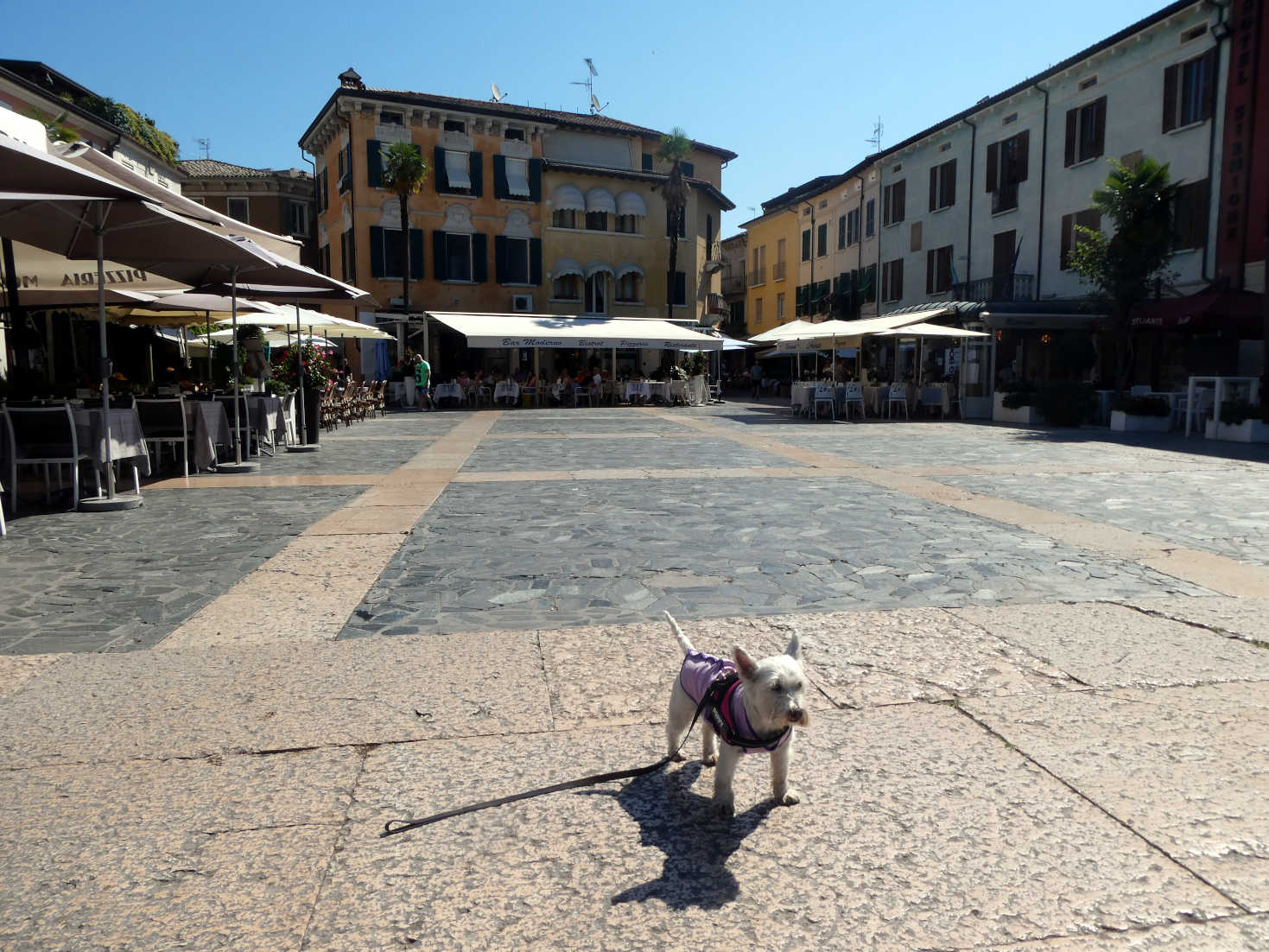 Poppy the Westie in the square on Sirmione