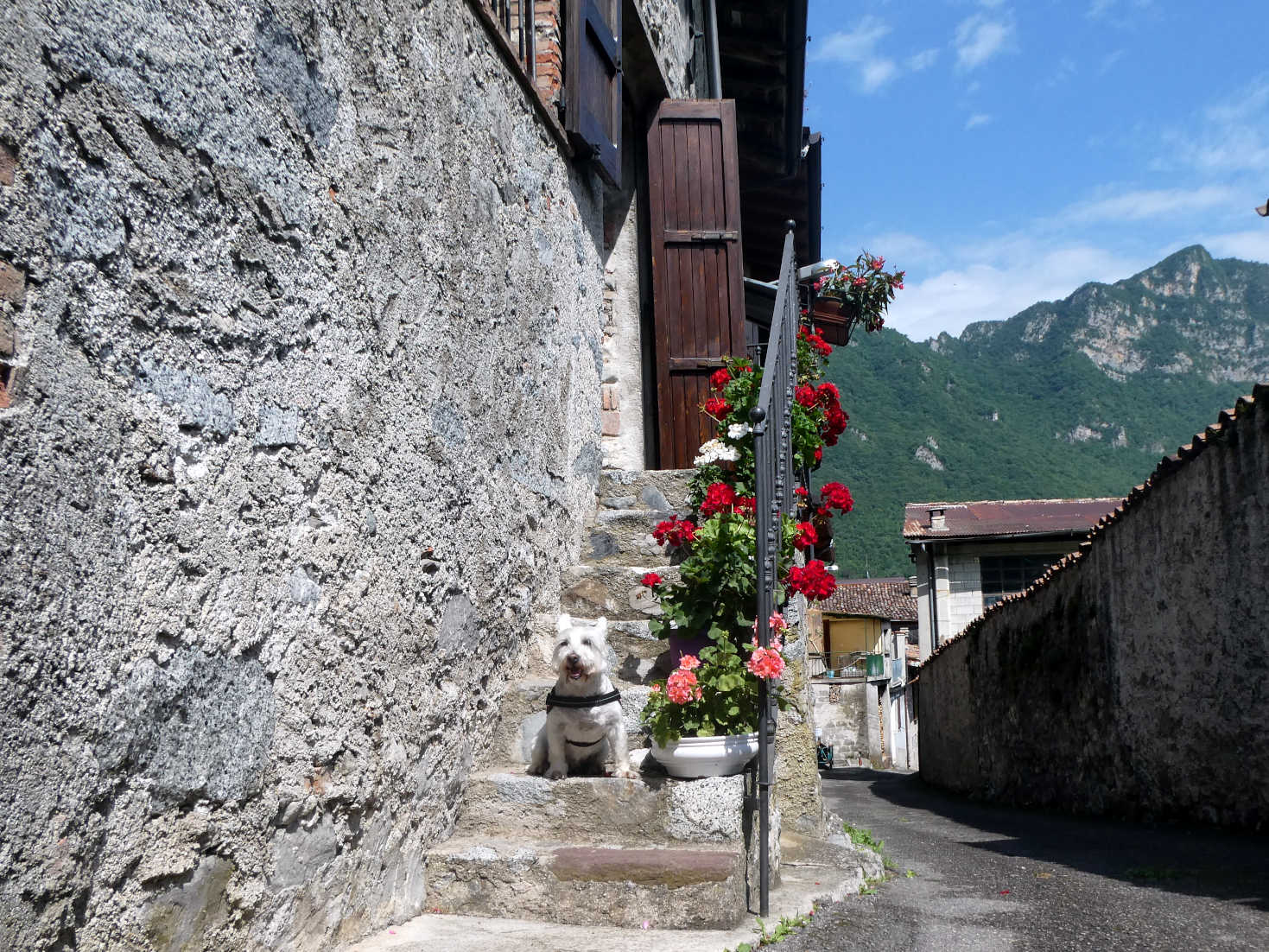 Poppy the Westie on steps at Crone Lake Idro