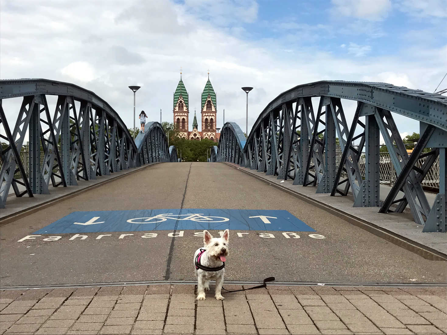 Poppy the Westie on the Wiwili Brucke