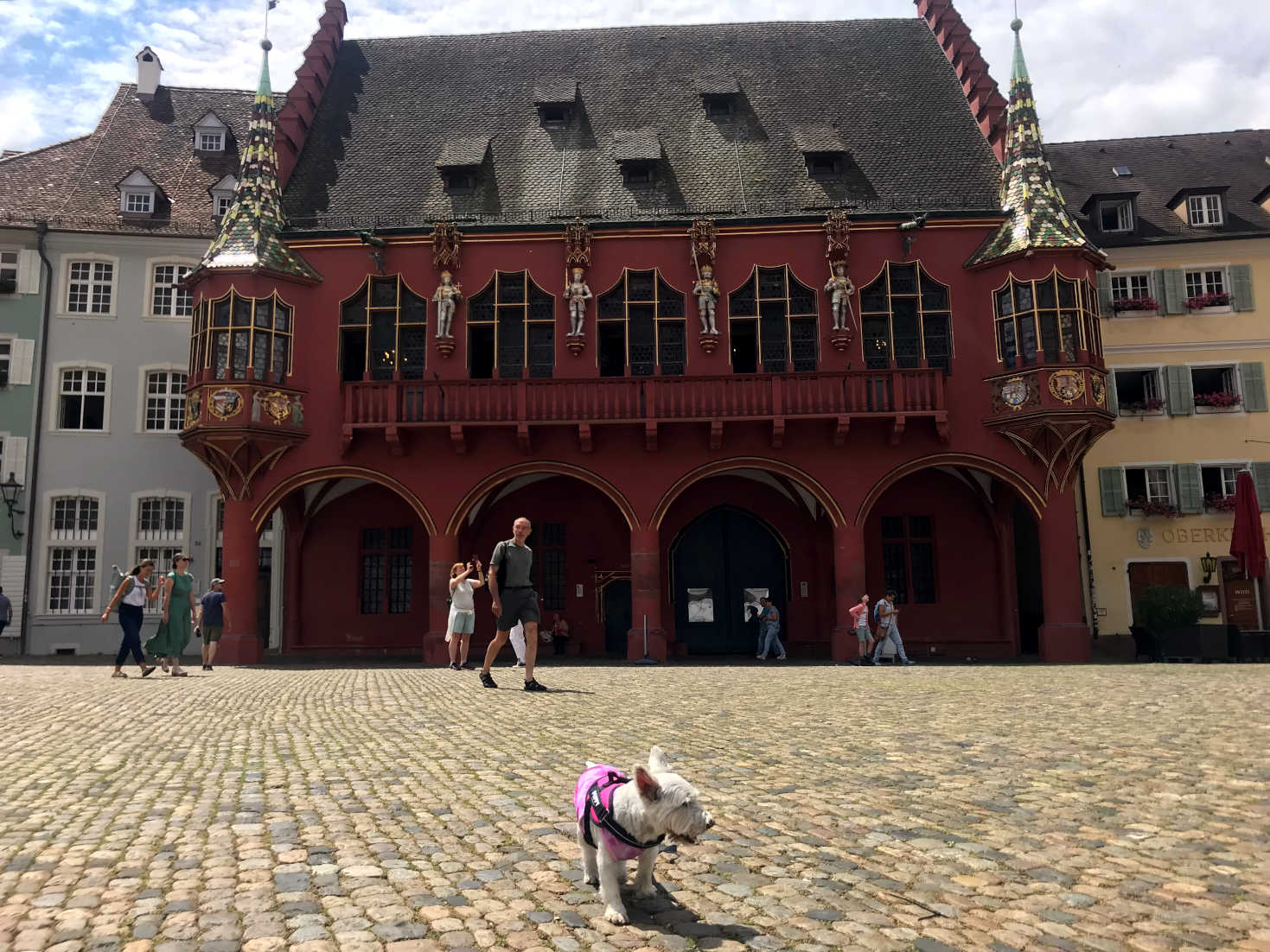 Poppy the Westie outside the Kaufhaus Freiberg