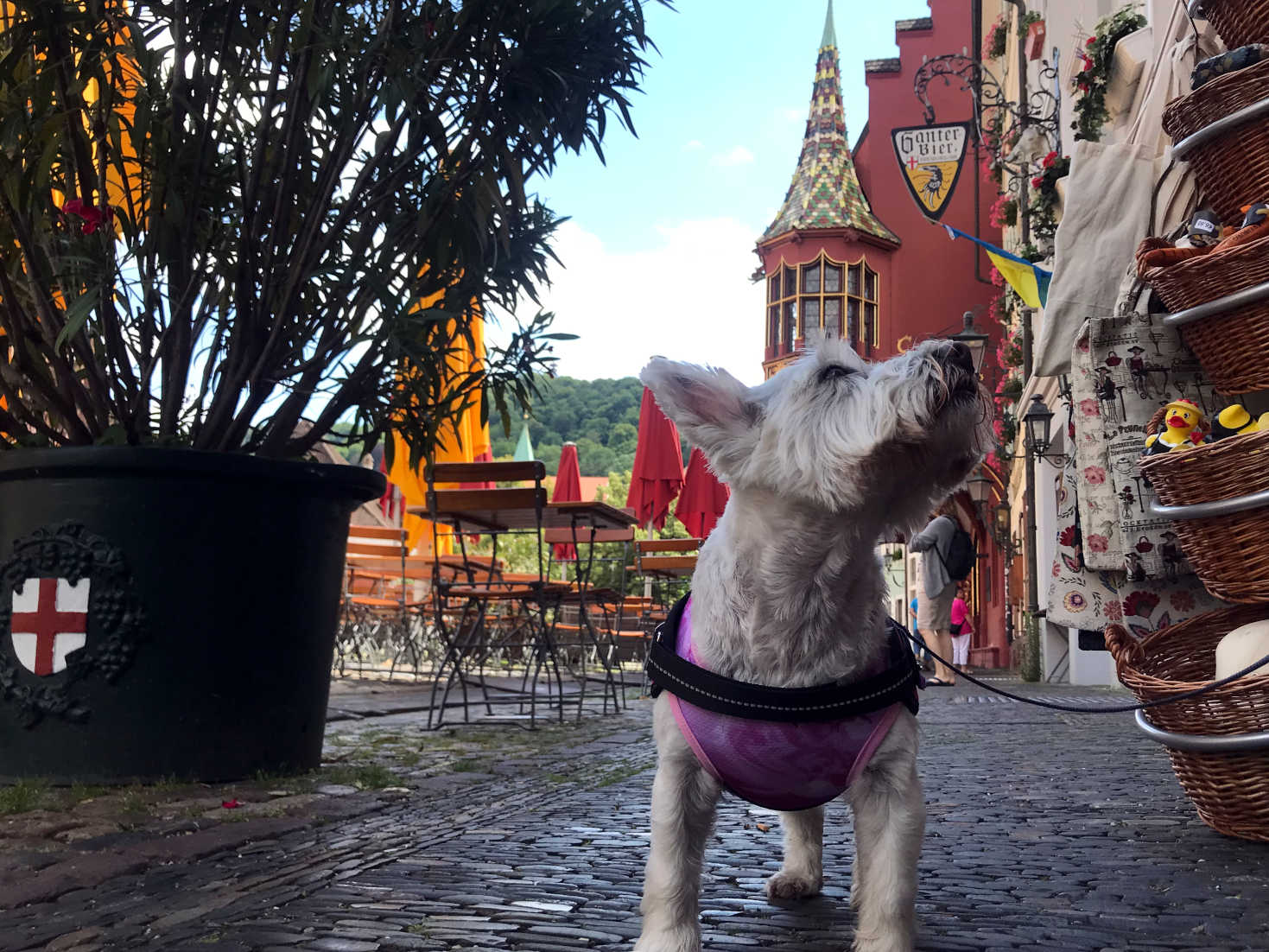 Poppy the Westie shopping in Freiburg