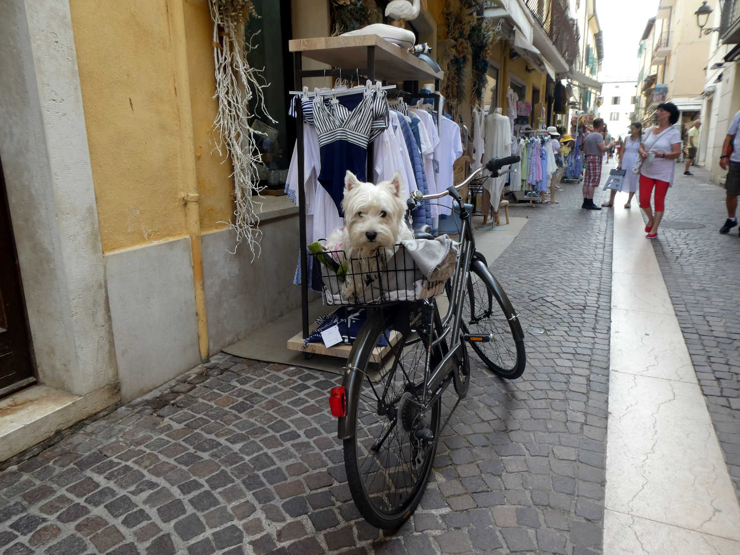 Poppy the Westies Italian cousin