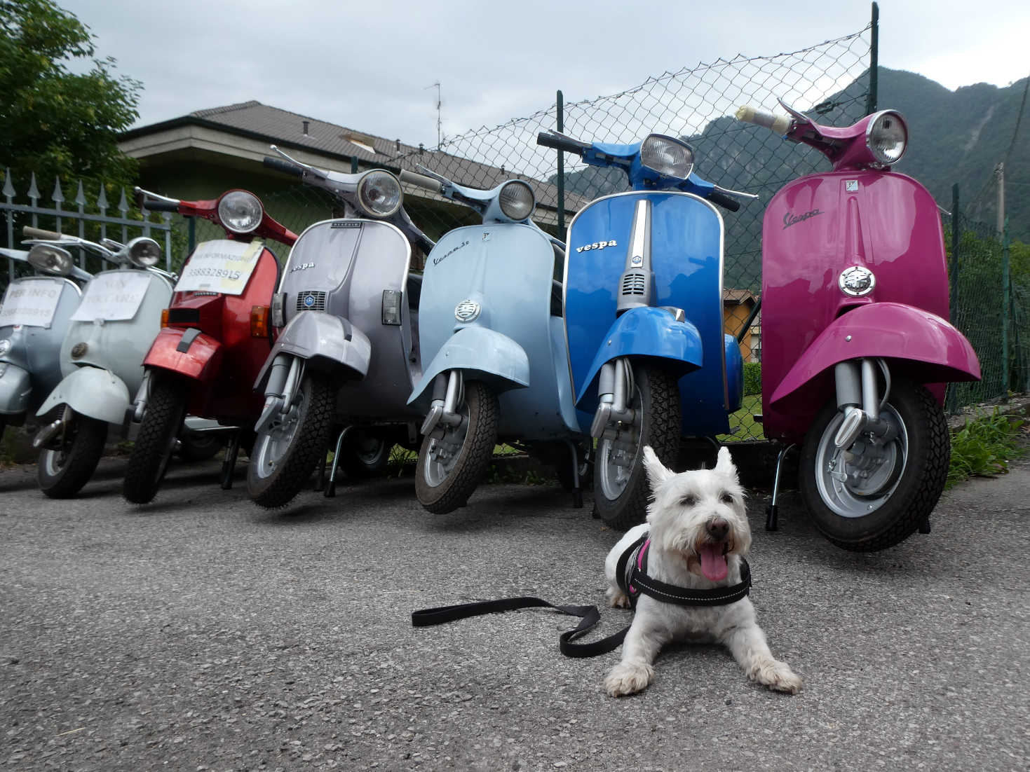 Poppy the westie and Vespas Lemprato