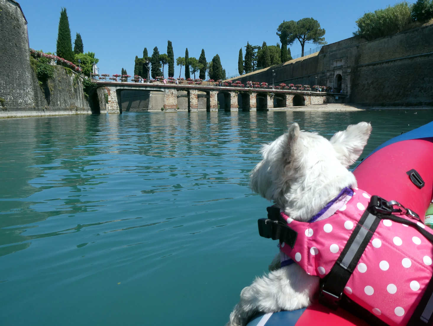 Poppy the westie and the Ponte di Porta Brescia