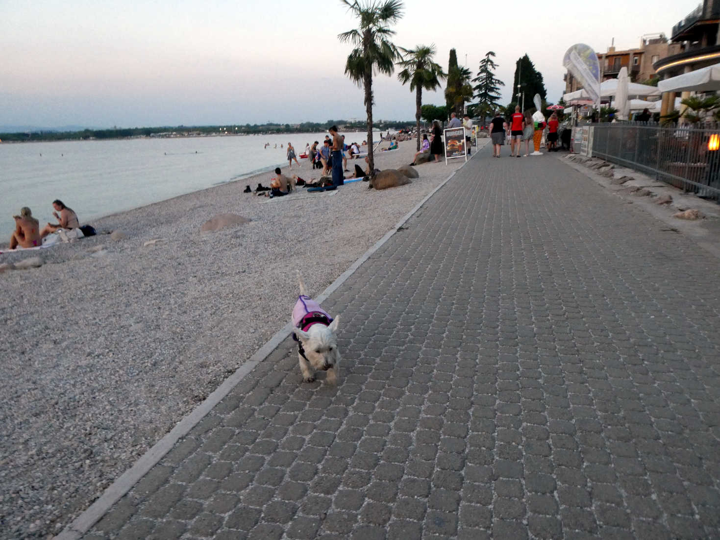 Poppy the westie at beach outside Camping Cappuccini