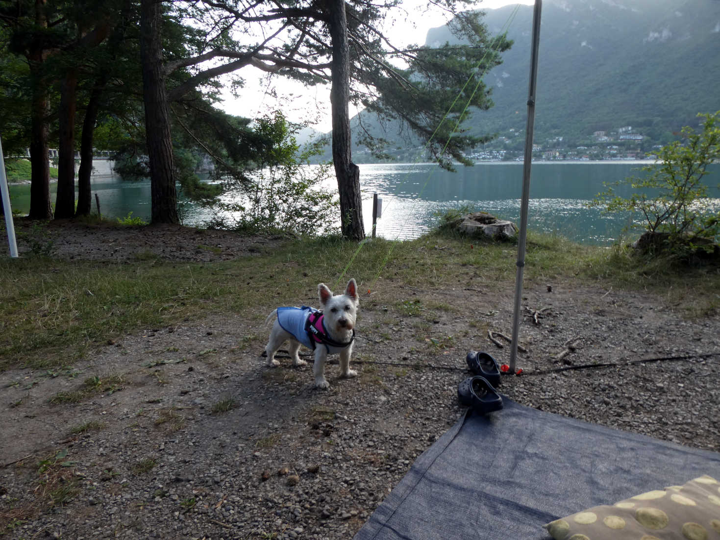 Poppy the westie at camp Vantone Lake Idro