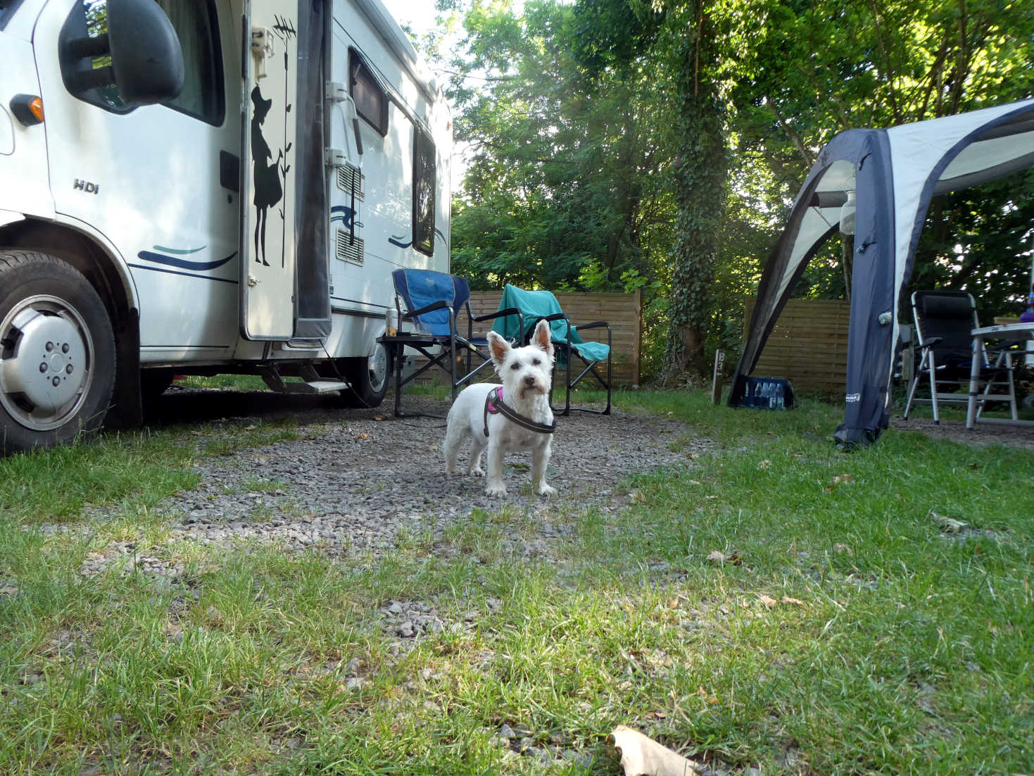 Poppy the westie at campsite in Freiburg