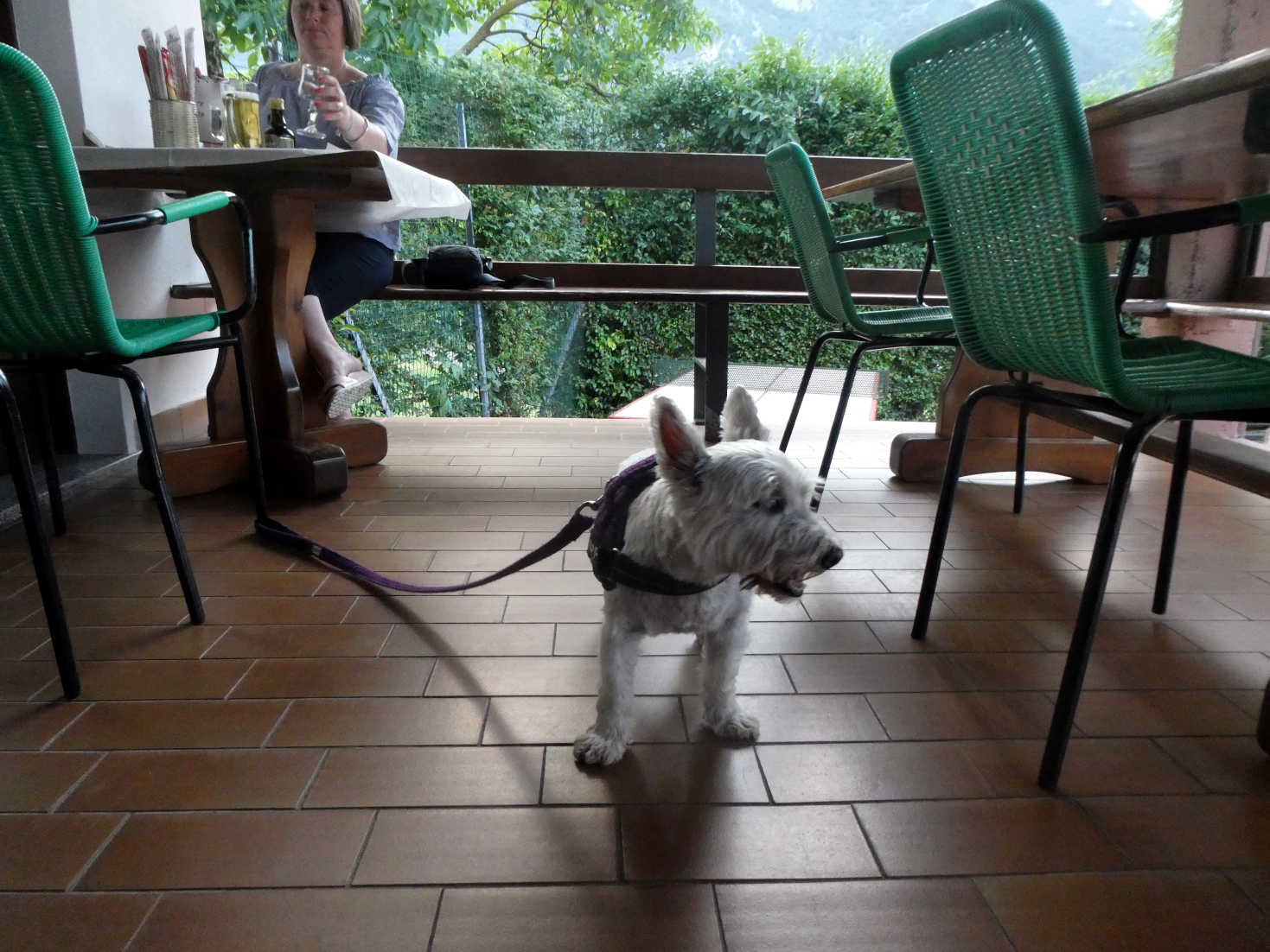 Poppy the westie at dinner in Camping AZUR