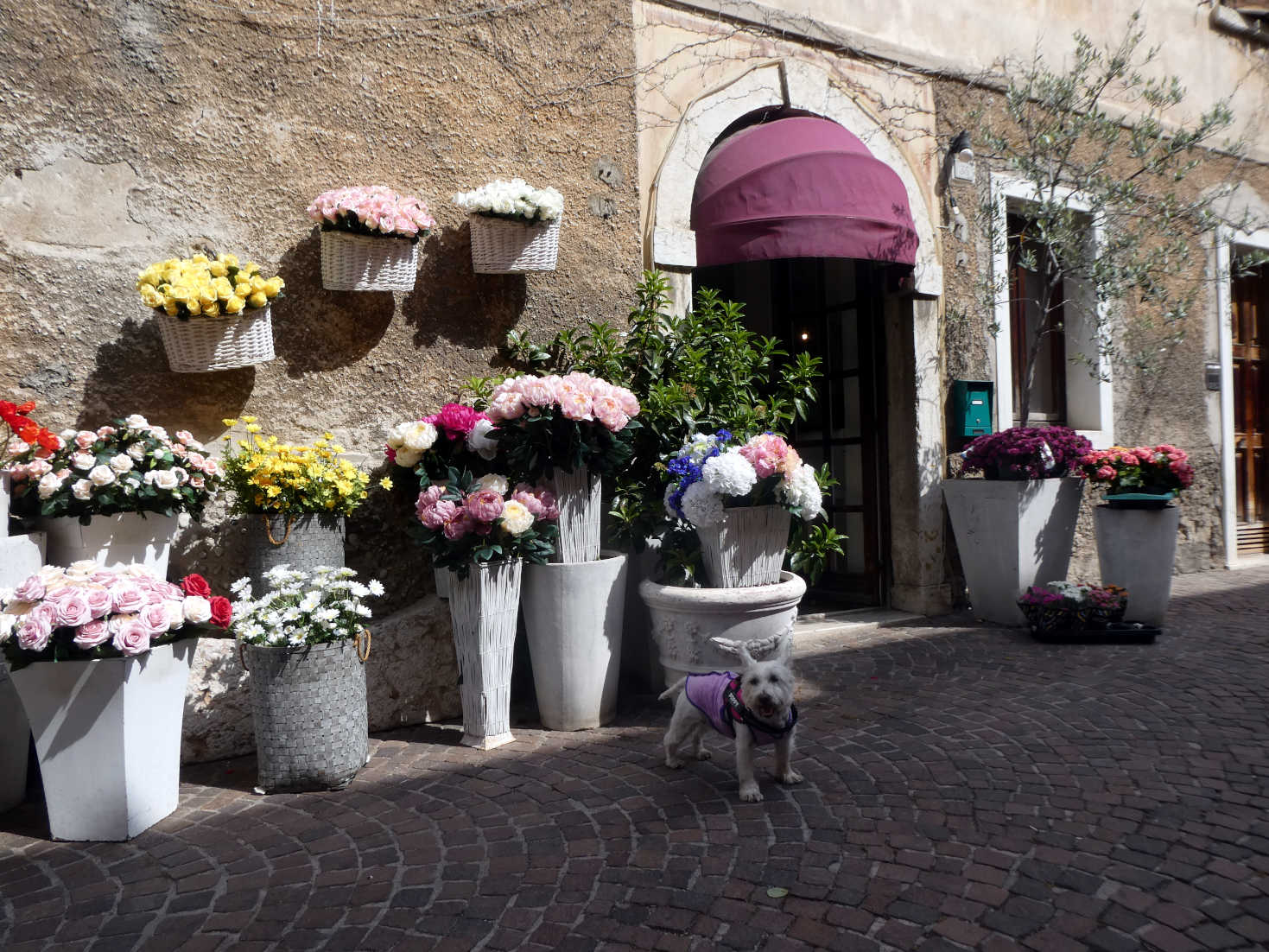 Poppy the westie at flower shop in Bardolino