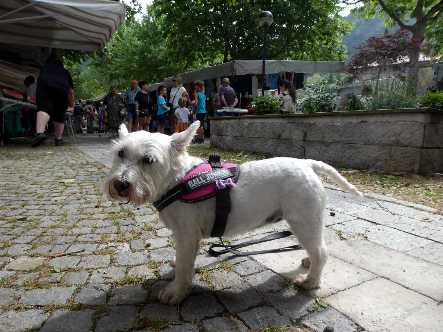 Poppy the westie at the market in Crone Lake Idro