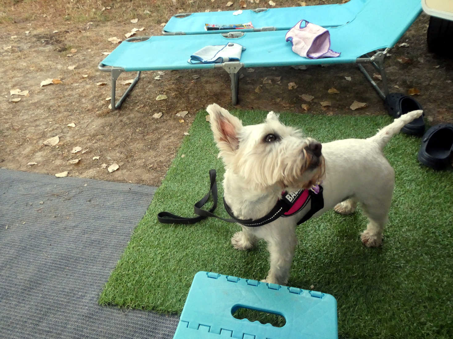 Poppy the westie back it camp from Sirmione