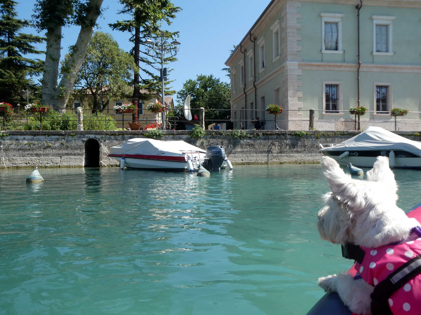 Poppy the westie bobbing down the canal Di Mezzo Pecheria