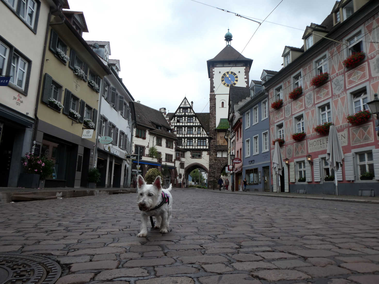 Poppy the westie enters Freiburg